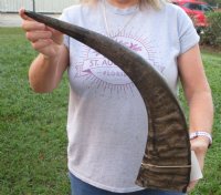 Wholesale Semi-polished water buffalo horns, measuring approximately 25 to 29 inches - $35.00 each; 6 pcs @ $31.00 each