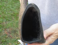 Wholesale Semi-polished water buffalo horns, measuring approximately 25 to 29 inches - $35.00 each; 6 pcs @ $31.00 each