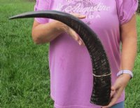Wholesale Semi-polished water buffalo horns, measuring approximately 25 to 29 inches - $35.00 each; 6 pcs @ $31.00 each