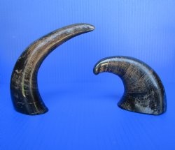Semi-polished water buffalo horns wholesale, 6 to 8 inches - 6 pcs @ $2.25 each