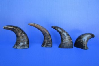Semi-polished water buffalo horns wholesale, 6 to 8 inches - 40 pcs @ $2.00 each