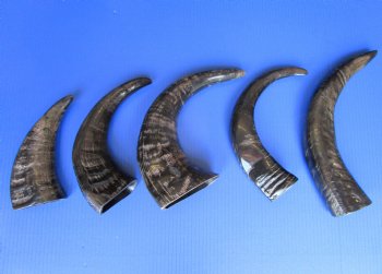Semi-polished water buffalo horns wholesale, 9 to 12 inches - 6 pcs @ $4.75 each; 18 pcs @ $4.25 each