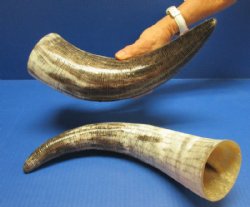 Wholesale Polished Cattle/Cow Horn Cut Snake Skin Design - 12 inches to 15 inches - 2 pcs @ $9.00 each; 10 pcs @ $8.00 each