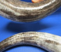 Wholesale Polished Cattle/Cow Horn Cut Snake Skin Design - 12 inches to 15 inches - 2 pcs @ $9.00 each; 10 pcs @ $8.00 each