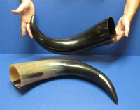 Wholesale Polished Water Buffalo Horns with a wide base from India, Bubalus Bubalis measuring approximately 20 to 24 inches - $32.00 each; Packed: 6 pcs @ $28.50 each (You will receive horns similar to those pictured)  