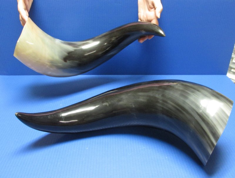 Wholesale Polished Water Buffalo Horns with wide base of horn