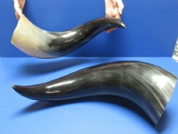 Wholesale Wide Base Polished Water Buffalo Horns 25 to 29 inches - $45.00 each; 6 pcs @ $40.00 each 