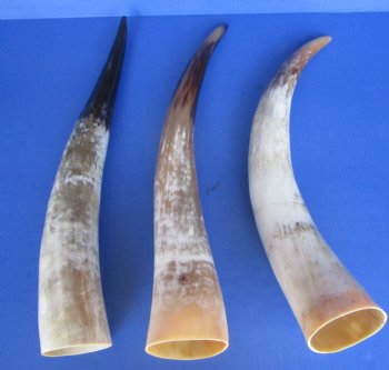 Wholesale Polished White Cattle/Cow Horns from India, 20 to 24 inches - $27.00 each;  6 pcs @ $24.00 each 