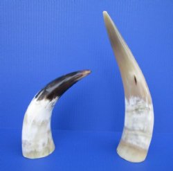 Wholesale Polished White Cow Horns 10 to 15 inches - 2 pcs @ $7.50 each