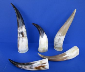 Wholesale Polished White Cow Horns 10 to 15 inches - 2 pcs @ $10.50 each