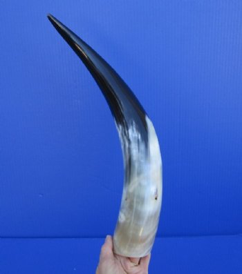 Wholesale Polished White Cattle/Cow Horns from India 15 to 19 inches - $18.00 each; 8 pcs @ $16.00 each 