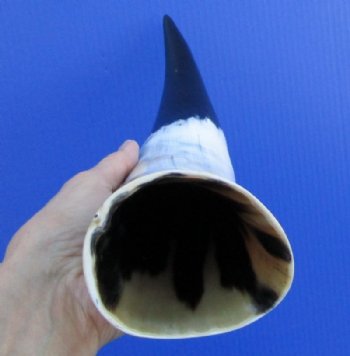 Wholesale Polished White Cattle/Cow Horns from India 15 to 19 inches - $18.00 each; 8 pcs @ $16.00 each 