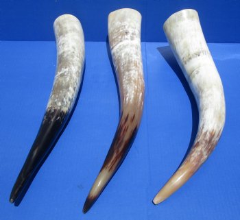 Wholesale Polished White Cattle/Cow Horns from India, 20 to 24 inches - $27.00 each;  6 pcs @ $24.00 each 