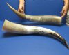 Wholesale Polished White Water Buffalo Horns from India, Bubalus Bubalis measuring approximately 20 to 24 inches - $27.00 each; Packed: 6 pcs @ $24.00 each (You will receive horns similar to those pictured)  