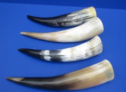 Wholesale Polished White Cattle/Cow Horns 12 to 15 inches - 2 pcs @ $12 each; 10 pcs @ $10.50 each