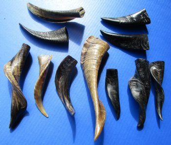 Wholesale Polished (Buffed) Goat Horns - 4 inches to 10 inches - 100 pcs @ $2.75 each <font color=red> *Special Bulk Price* </font>