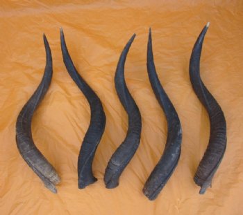  Kudu Horns 25 inch to 29 inch (1 pc)