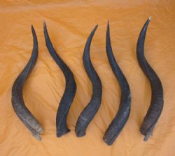 African Kudu Horns ...