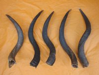  Kudu Horns 25 inch to 29 inch (1 pc)