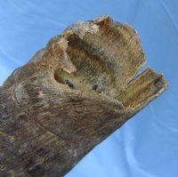 African Kudu Horns 25 to 29 inches - (5 pc)