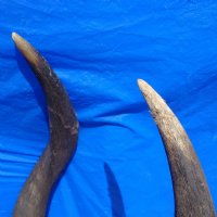 African Kudu Horns 25 to 29 inches - (5 pc)