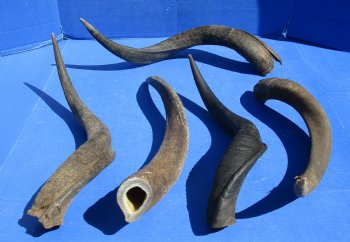 B-Grade Kudu horns 20 to 24 inch for sale - (2 pc, 5 pc)