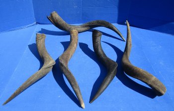 B-Grade Kudu horns 20 to 24 inch for sale - (2 pc, 5 pc)
