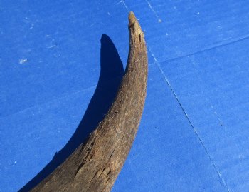 B-Grade Kudu horns 20 to 24 inch for sale - (2 pc, 5 pc)