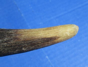 B-Grade Kudu horns 20 to 24 inch for sale - (2 pc, 5 pc)