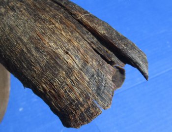 B-Grade Kudu horns 20 to 24 inch for sale - (2 pc, 5 pc)