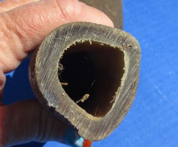 B-Grade Kudu horns 20 to 24 inch for sale - (2 pc, 5 pc)