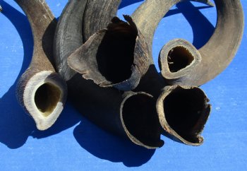 B-Grade Kudu horns 20 to 24 inch for sale - (2 pc, 5 pc)