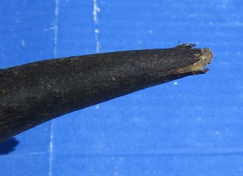 B-Grade Kudu horns 20 to 24 inch for sale - (2 pc, 5 pc)