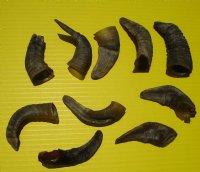 Wholesale Sheep Horns, Ram Horns Under 5 inches - Packed: 10 pcs @ $2.50 each ($25/bag) (You will receive horns similar to those pictured.