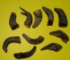 Wholesale Sheep Horns, Ram Horns Under 5 inches - Packed: 10 pcs @ $2.50 each ($25/bag) (You will receive horns similar to those pictured.