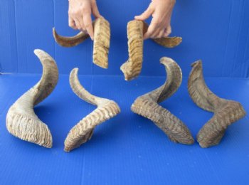Matching Pair of wholesale sheep horns, ram horns 16 inches to 19 inches - $25.00 a pair;  6 pair @ $22.00 a pair
