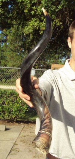 Wholesale Polished Kudu Horns from 20 to 24 inches $38.00 each; Packed: 5 pcs @ $34.00 each (We will select horns similar to those shown in the photos)