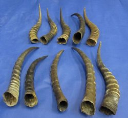 Blesbok Horns Wholesale, commercial grade, 12 to 16 inches - 2 @ $9.00 each; 20 @ $8.00 each 