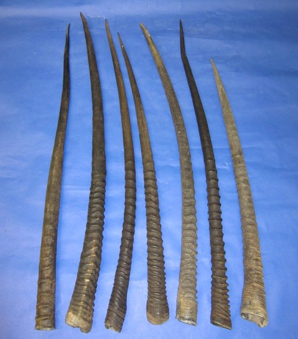Gemsbok Horns for Sale Wholesale