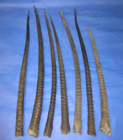 Gemsbok Horns for Sale Wholesale 33 inches long and Up - $21.00 each; 5 pcs @ $19.00 each