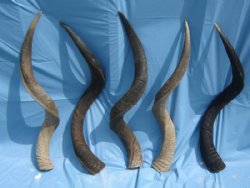 African Kudu Horns 35 to 39 Inch - (1 pc)