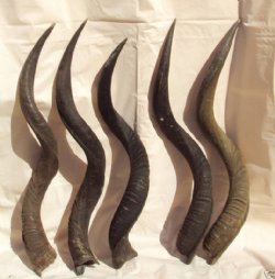 African Kudu Horns Wholesale to Make Shofars 45 to 49 Inches - $125.00 each (You will receive horns similar to those pictured)