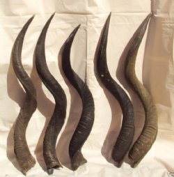 Large African Kudu Horns to Make Shofars 45 to 49 Inches - $145 each
