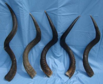 Kudu Horns 35 to 39 inch - (5 pc) Signature required