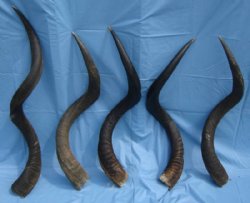 African Kudu Horns Wholesale to Make Shofars 45 to 49 Inches - $125.00 each (You will receive horns similar to those pictured)