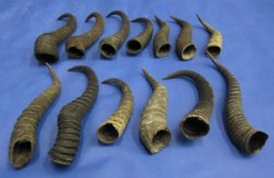 Female Springbok Horns 4 to 9 inch (4 pc, 20 pc)