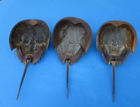 Wholesale Dried Molted Horseshoe crab shells for sale 11 inches up to 13 inches in size - Packed: 2 pcs @ 7.50 each; Packed: 12 pcs @ $6.75 each