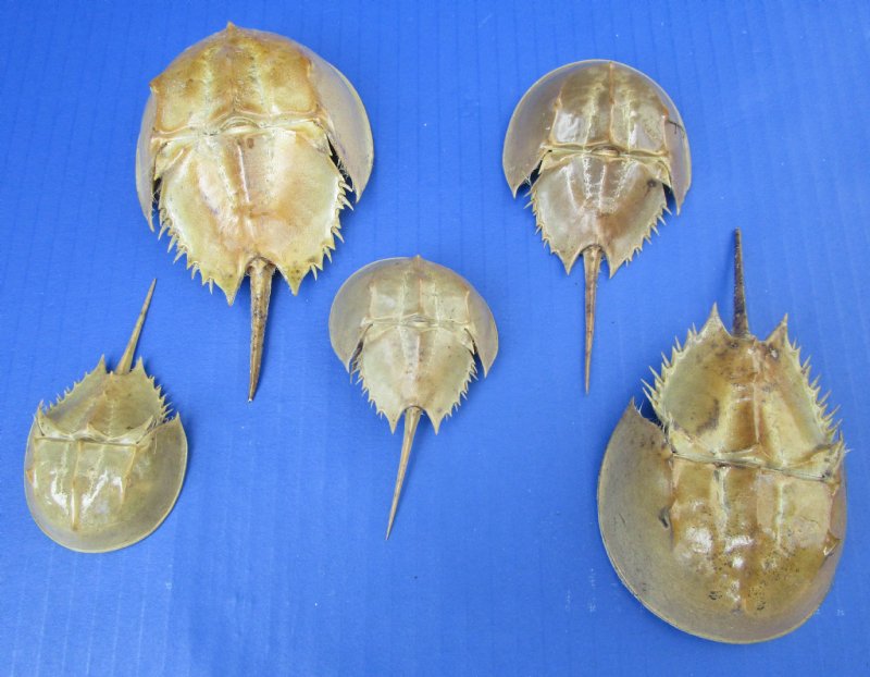 Dried horseshoe crabs for sale wholesale