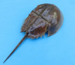 Wholesale Dried Molted Horseshoe crab shells - 7 inches up to 9 inches - 3 pcs @ $6.50 each; 20 pcs @ $5.85 each