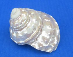 Wholesale Pearlized Wavy Turban shells 3-1/2 to 4 inch - 3 pcs @ $4.00 each; 15 pcs @ $3.60 each
